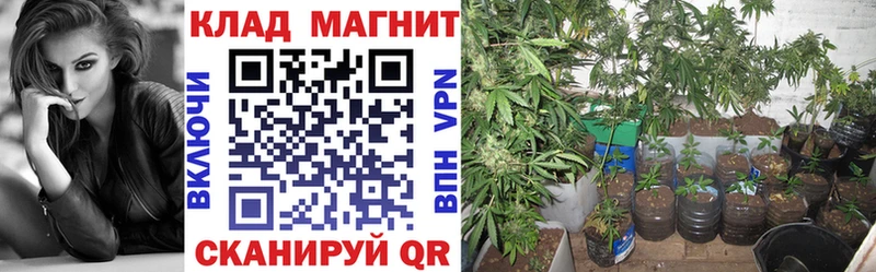 Наркотические вещества Ржев Лсд 25  Псилоцибиновые грибы  ГАШИШ  Альфа ПВП  Каннабис 